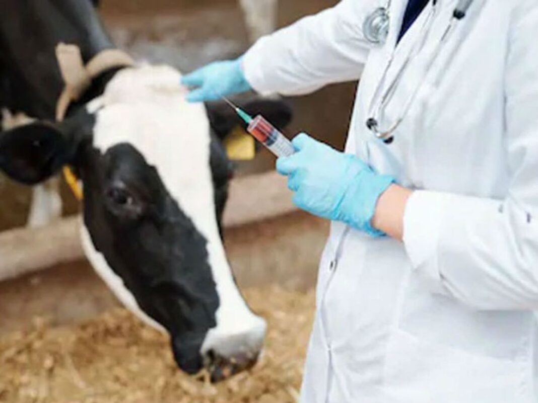 13 फेब्रुवारी ते 29 मार्च दरम्यान पशुधनाची लसीकरण मोहीम