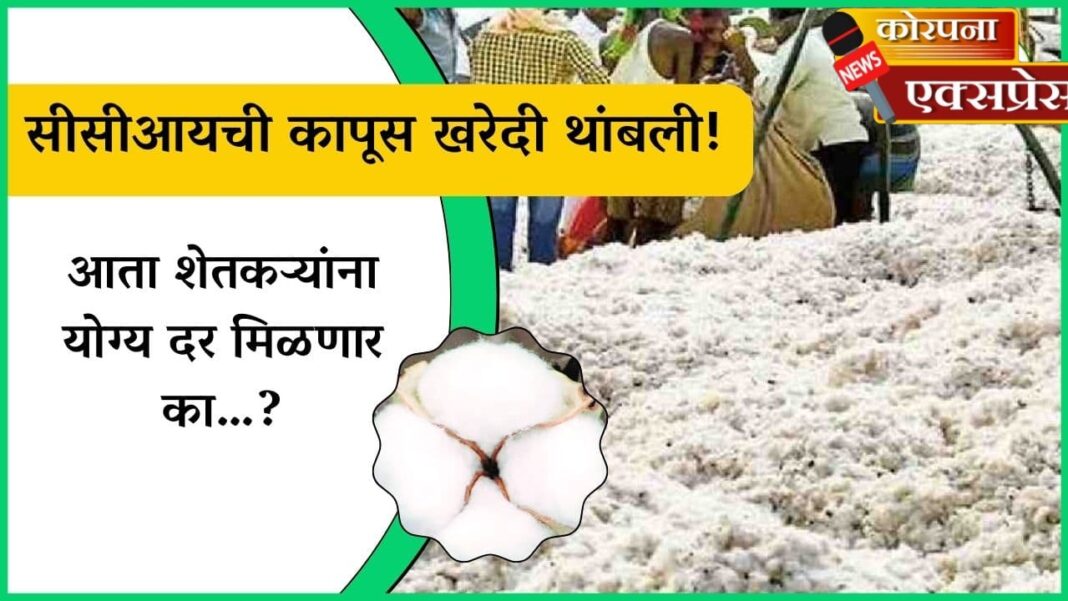शेतकरी आक्रमक! सीसीआय केंद्र बंद झाल्याने कापूस घरातच; ‘आंदोलन छेडणार’ असल्याचा इशारा