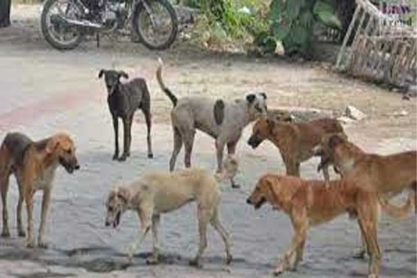 नगर पंचायत कोरपना: कागदावर ‘सुरक्षा’, रस्त्यावर ‘कुत्र्यांचे साम्राज्य’!